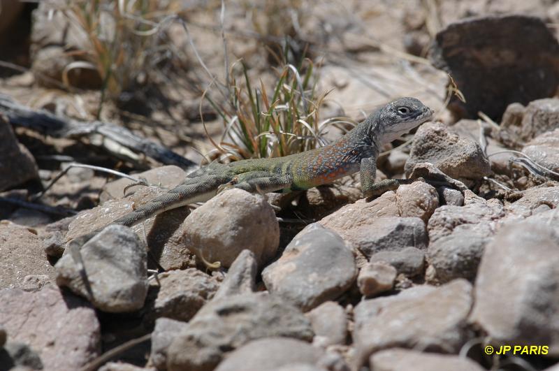 Lézards d'Amérique